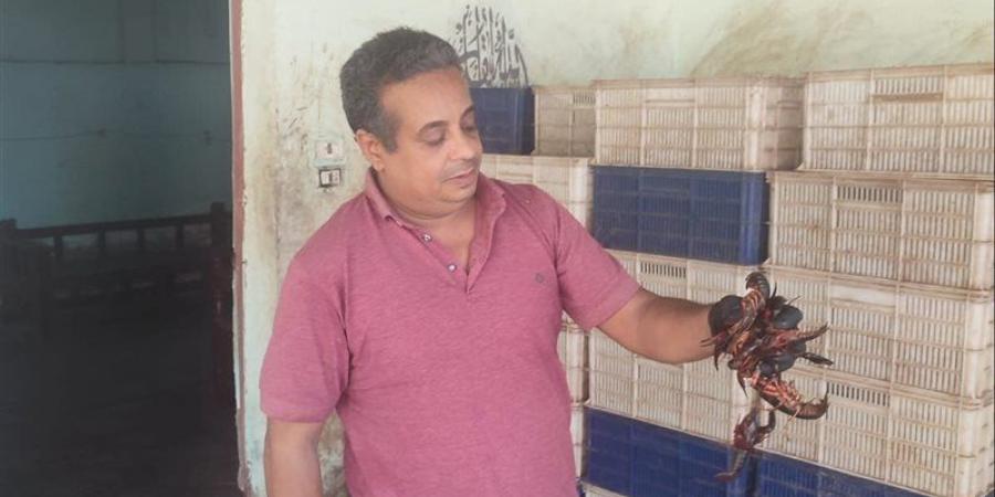 إحباط محاولة تهريب 1100 كيلو استاكوزا نيلية غير صالحة للاستهلاك الآدمي بقنا (صور) - تواصل نيوز