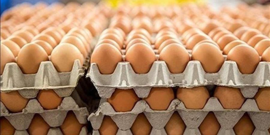 سعر كرتونة البيض اليوم الخميس في بورصة الدواجن - تواصل نيوز