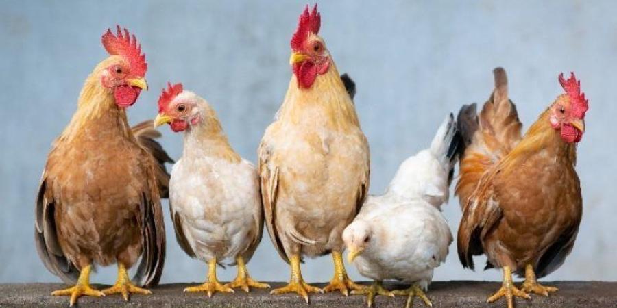 انخفاض جديد في البلدي وارتفاع البيضاء، سعر الفراخ اليوم الجمعة 25 سبتمبر 2026 - تواصل نيوز