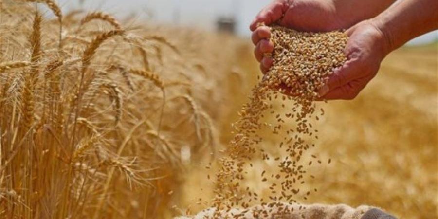 خطة التموين لتأمين الاحتياطي الاستراتيجي من القمح بتنويع مصادر الاستيراد لضمان استقرار الإمدادات - تواصل نيوز