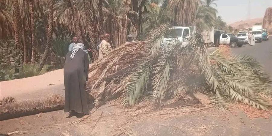 سقوط نخلة على الطريق الزراعي بأسوان وتعطل الحركة المرورية (صور) - تواصل نيوز