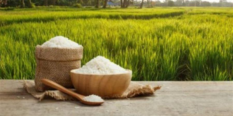 أسعار الأرز في الأسواق اليوم الإثنين - تواصل نيوز