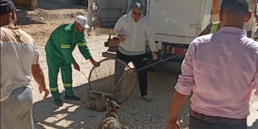 محافظ الدقهلية يتابع حملات مواجهة الكلاب الضالة بميت غمر استجابة لشكاوى المواطنين - تواصل نيوز