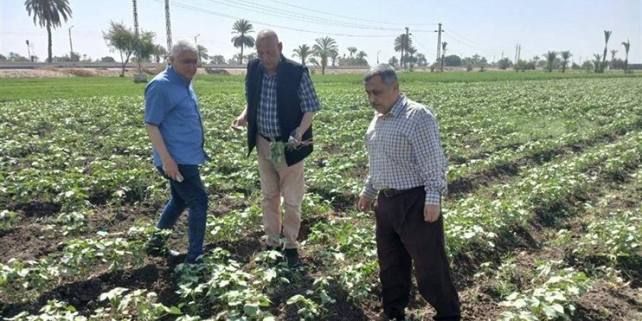 محمود عطا لـ «فيتو»: الإرشاد الزراعي مات والجمعيات الزراعية خرجت من الخدمة - تواصل نيوز