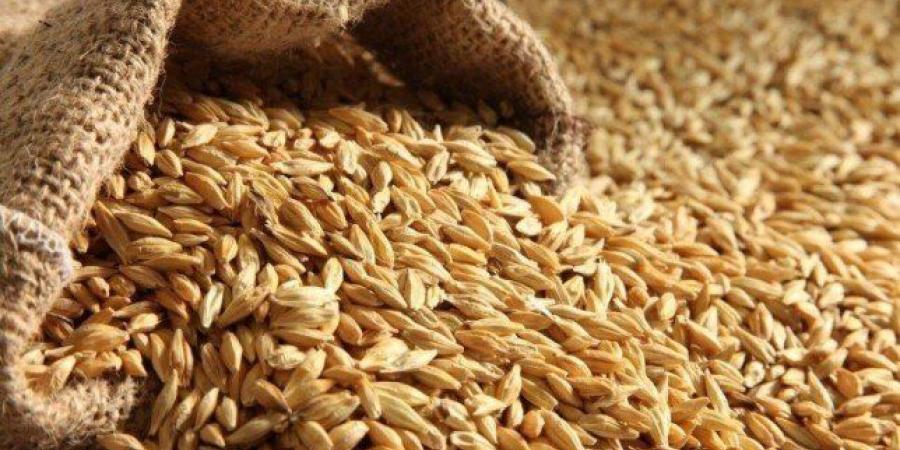 سعر طن الأرز الشعير اليوم الثلاثاء 29 سبتمبر 2026 - تواصل نيوز