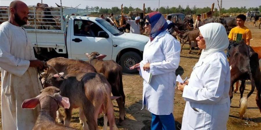 1037 ترخيصًا جديدًا و774 تسجيلة أعلاف، حصاد قطاع الثروة الحيوانية والداجنة خلال سبتمبر - تواصل نيوز