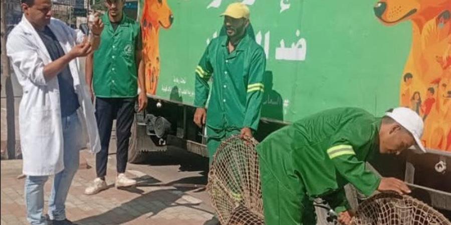 استجابة لشكاوى الأهالي.. حملات مكثفة لمواجهة الكلاب الضالة بحي غرب المنصورة - تواصل نيوز