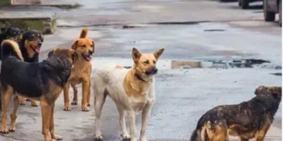 الطب البيطري ببورسعيد يحيل لجنة جمع الكلاب الضالة للتحقيق - تواصل نيوز