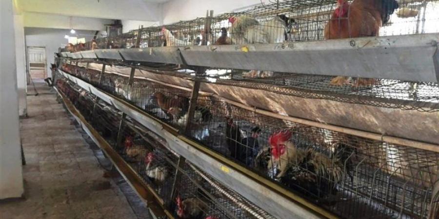 عميد زراعة عين شمس يفتتح عنبري دواجن بمركز التجارب والبحوث الزراعية بشلقان - تواصل نيوز