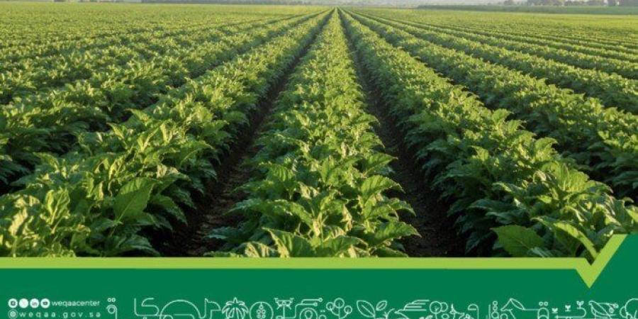 بمشاركة مصر.. الرياض تستضيف اليوم اجتماع المنظمات الإقليمية والدولية لوقاية النباتات - تواصل نيوز