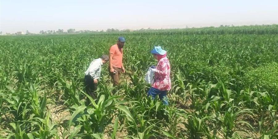 "الزراعة" تحذر من مخاطر نشاط الحشرات على المحاصيل الزراعية - تواصل نيوز