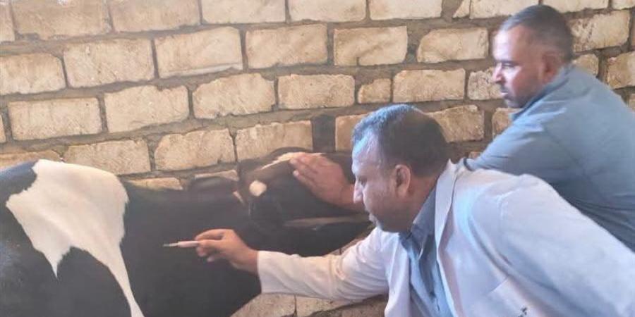 تحصين 180 ألفًا و781 رأس ماشية ضد الحمى القلاعية بالمنيا - تواصل نيوز
