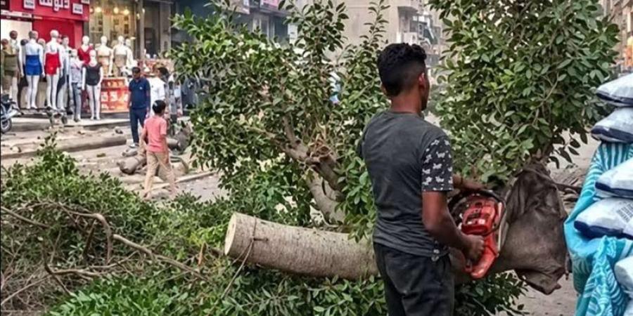 أستاذ زراعة يكشف حجم الضرر من قطع الأشجار في شوارع مصر ويطالب بتطبيق التجربة الأوروبية - تواصل نيوز