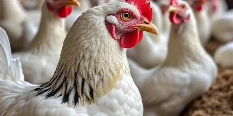 5 جنيهات ارتفاعا في سعر الفراخ البيضاء اليوم الأربعاء - تواصل نيوز