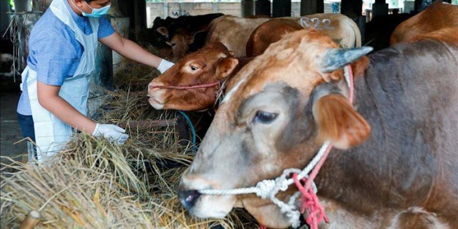 بسبب متبقيات المضادات باللحوم والألبان، خبير يحذر من 700 مرض خطير ينقلها الحيوان إلى الإنسان - تواصل نيوز