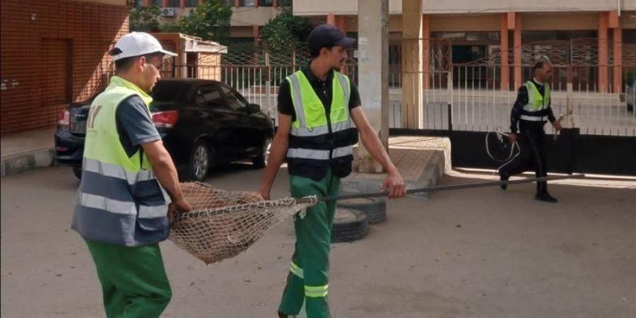 تكثيف الحملات بالمناطق الأكثر انتشارا للكلاب الضالة بالدقهلية (صور) - تواصل نيوز