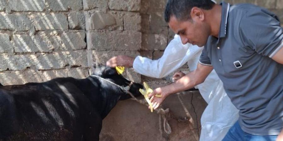 146205 رؤوس ماشية، بيطري الفيوم تكشف حصاد أعمال التحصين خلال سبتمبر - تواصل نيوز