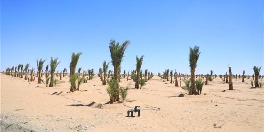 مليون نخلة و1500 فرصة عمل، تفاصيل إنشاء مجمع التمور بالوادي الجديد - تواصل نيوز