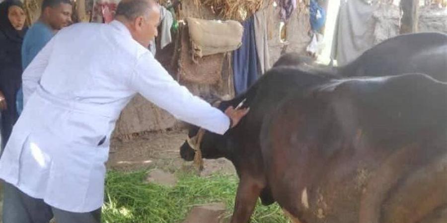  بيطرى الشرقية: تحصين 66 ألف رأس ماشية ضد الحمى القلاعية والوادي المتصدع في فاقوس - تواصل نيوز