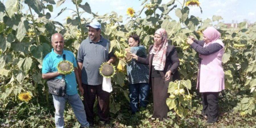 انطلاق موسم حصاد لب عباد الشمس في طوخ بالقليوبية - تواصل نيوز