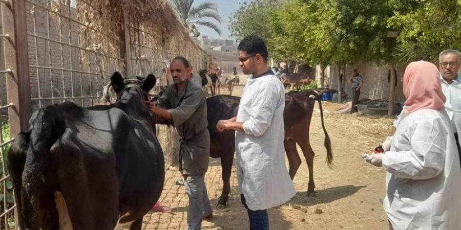 تحصين 47 ألف رأس وحملات ضد السعار، بيطري الإسماعيلية يواصل حماية الثروة الحيوانية - تواصل نيوز