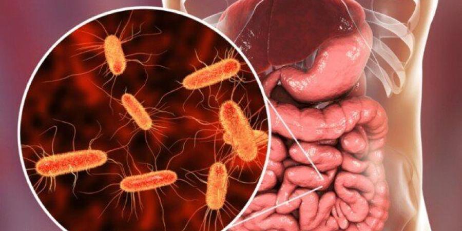 دراسة: ميكروبات الأمعاء قد تؤثر في السلوك والاستجابة المناعية للدماغ - تواصل نيوز
