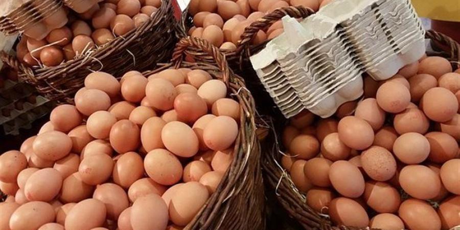 سعر كرتونة البيض اليوم الأربعاء في بورصة الدواجن - تواصل نيوز