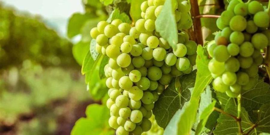 تفسير حلم العنب الأخضر في المنام وعلاقته بالترقية بالعمل - تواصل نيوز