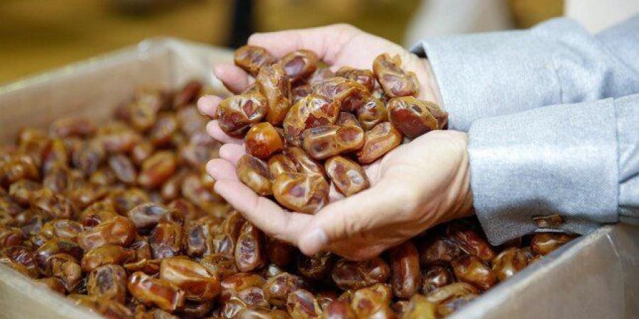 مصر تنتج خُمس تمور العالم.. 2.3 مليون نخلة في أكبر مزرعة بالعالم - تواصل نيوز