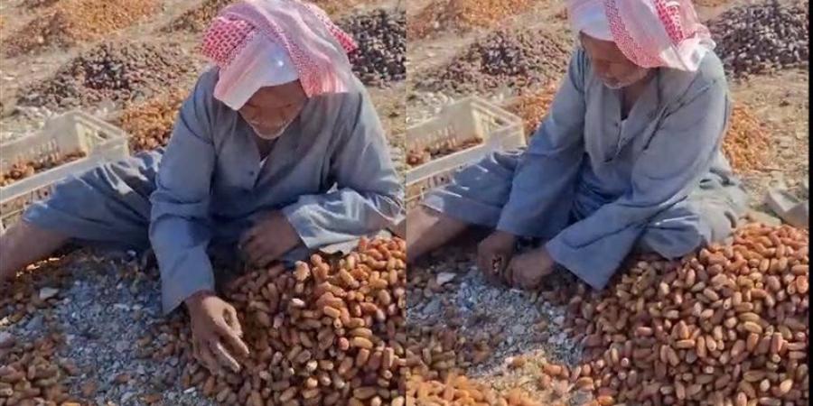 إيد تتلف في حرير، حكاية "عم أحمد النجعاوي" مع فرز وتنظيف التمور في قنا (فيديو) - تواصل نيوز