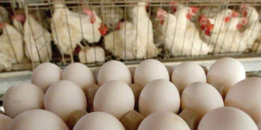 أسعار الدواجن والبيض اليوم الجمعة.. وكم سجلت الذرة والصويا في الأسواق؟ - تواصل نيوز