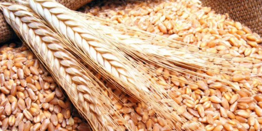 مصر تشترى 5 شحنات قمح خلال أسبوع - تواصل نيوز