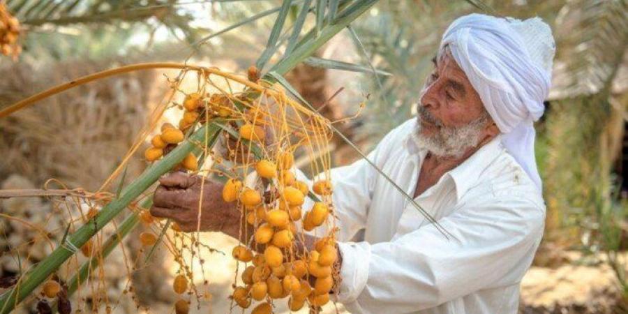 من نخلة واحدة إلى مصنع للتمور.. حكاية نهضة اقتصادية صنعها 400 مزارع في سيوة - تواصل نيوز