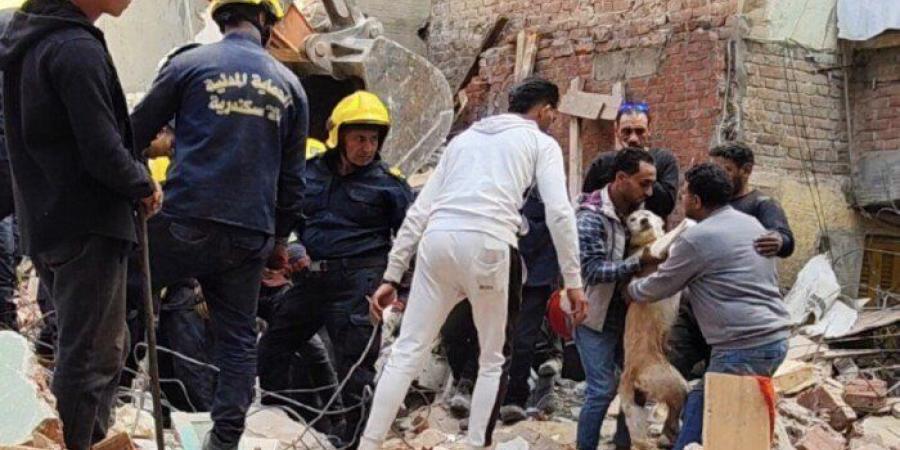في لفتة إنسانية.. الحماية المدنية تنقذ كلبًا عالقًا تحت أنقاض عقار الترعة المردومة المنهار بالإسكندرية - تواصل نيوز