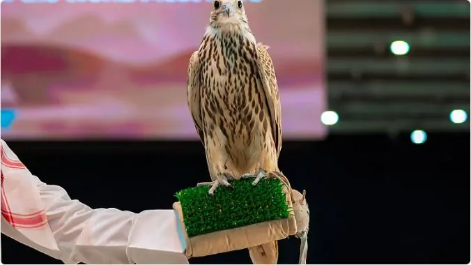 صقر السعودي: عرض مذهل يقطع المسافة من الشمال إلى الجنوب في 8 ساعات فقط! 5 صقر السعودي: عرض مذهل يقطع المسافة من الشمال إلى الجنوب في 8 ساعات فقط!
