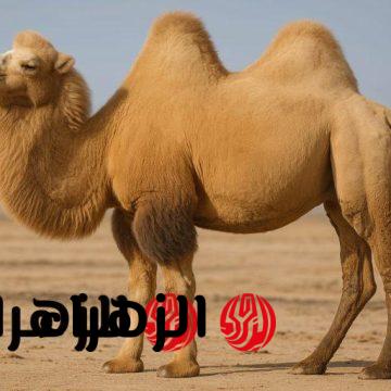«50 مليون دولار: أغلى جمل في العالم يبهر الجميع ويحدث ضجة في السعودية والخليج! اكتشف شكله المذهل!»