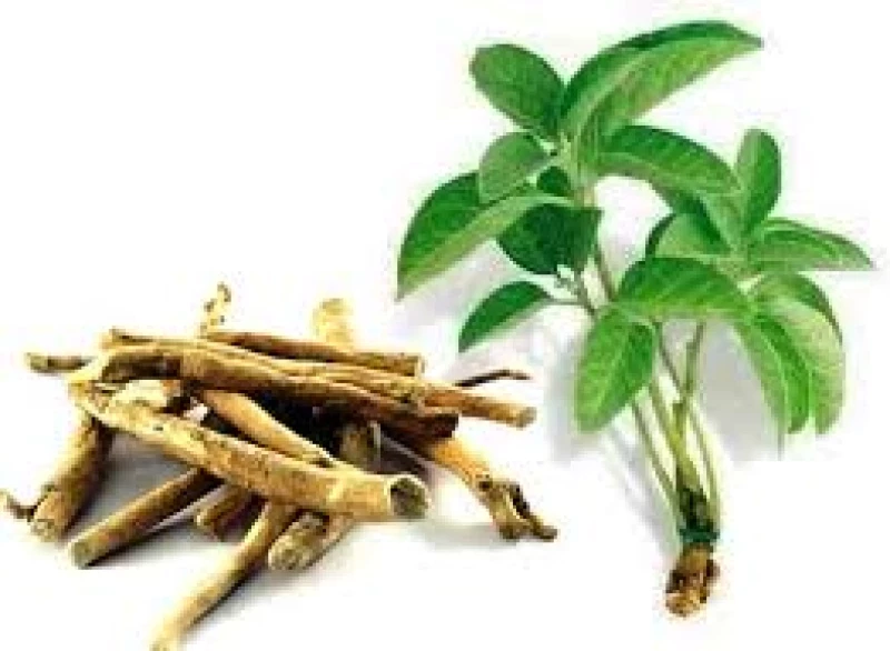 عشبة طبيعية مذهلة من السعودية تعزز الذاكرة وتحارب الزهايمر والسرطان دون الحاجة للأدوية!