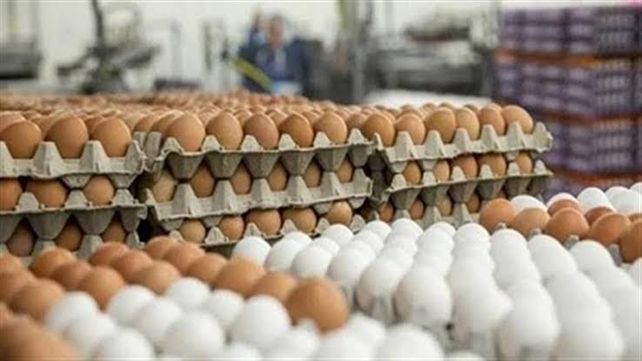 تحديث مفصل”.. سعر كرتونة البيض اليوم الأحد 10 أغسطس 2025 أسعار السوق للمستهلك والمزارع”