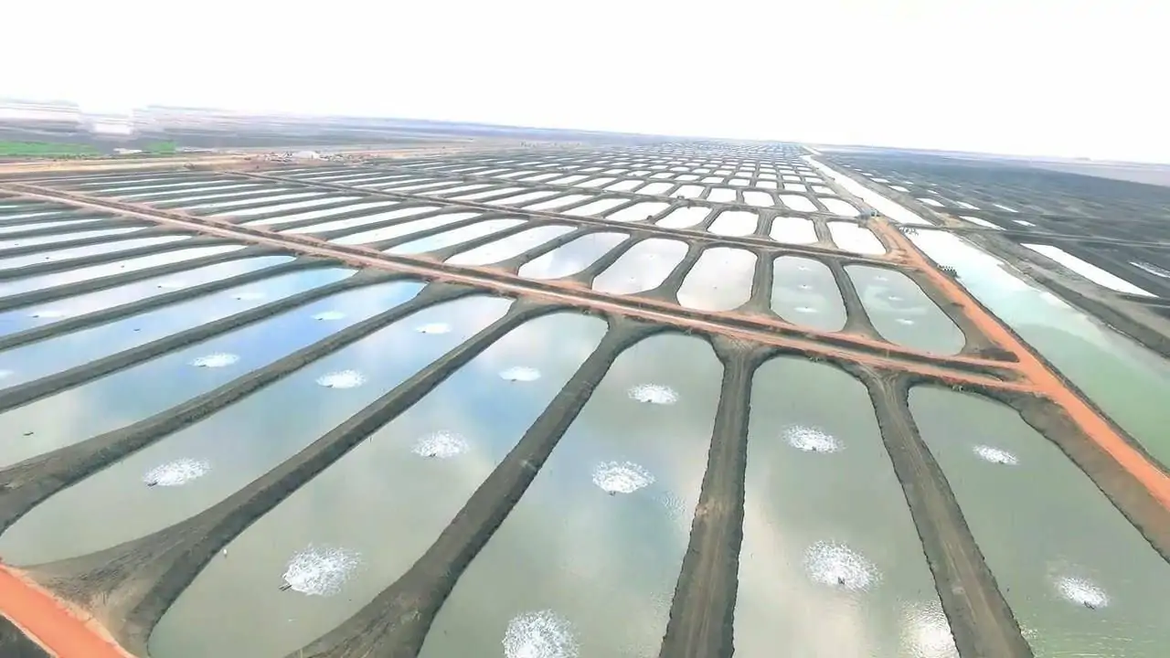 مشاريع بحثية مبتكرة لتعزيز استدامة ونمو قطاع الاستزراع السمكي في السعودية