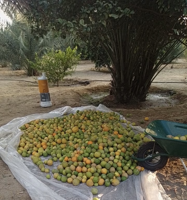 بيئة العرضيات تتابع حصاد المزارع النموذجية لتعزيز الأمن الغذائي