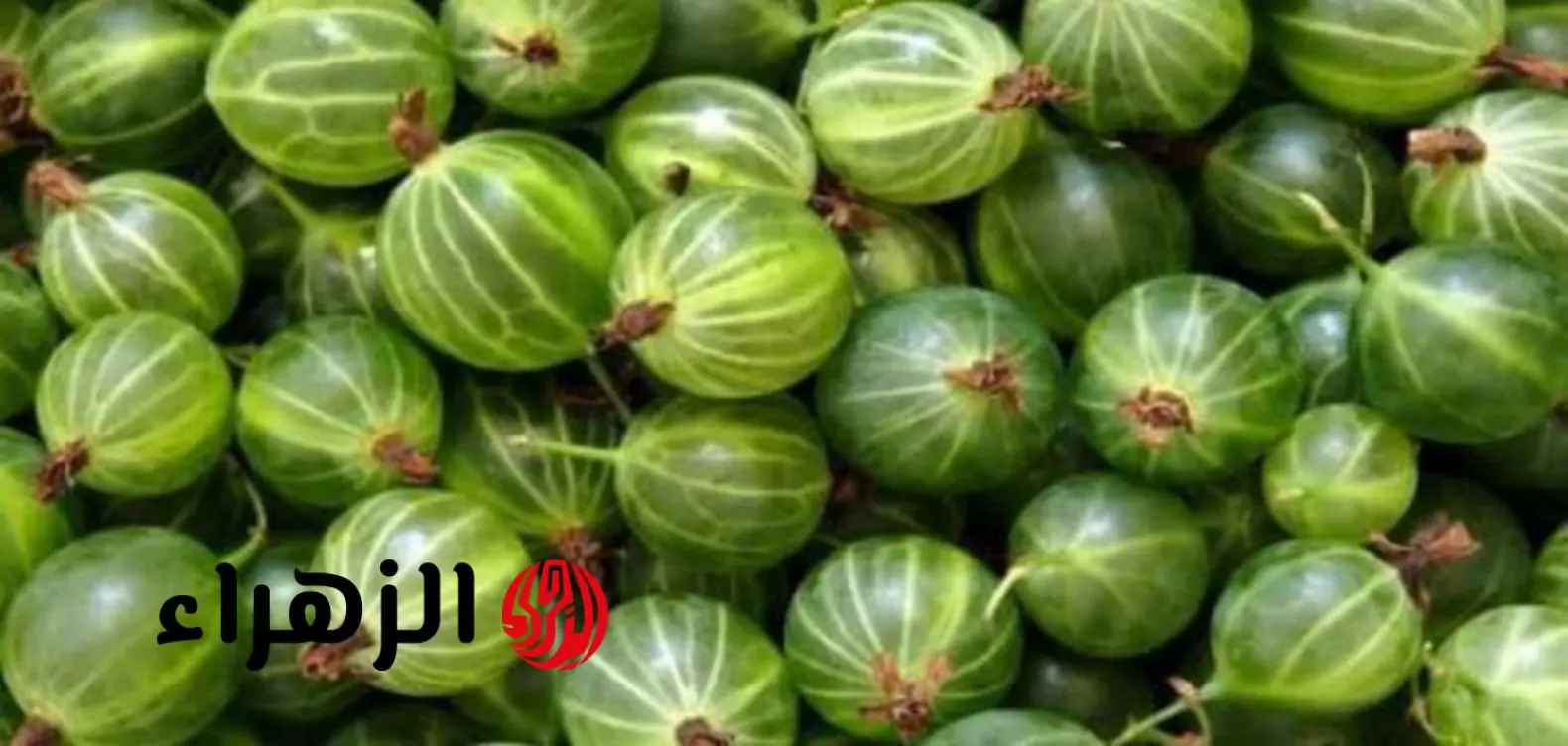عشبة سحرية في السعودية: تحارب السرطان وتقوي العظام وتحسن وظائف الكبد والكلى وتعالج السكري – اكتشاف مذهل يغير قواعد اللعبة الصحية!