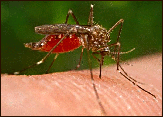 استمرار مراقبة البعوض الناقل لفيروس شيكونغونيا: تحديثات محلية حول الوضع