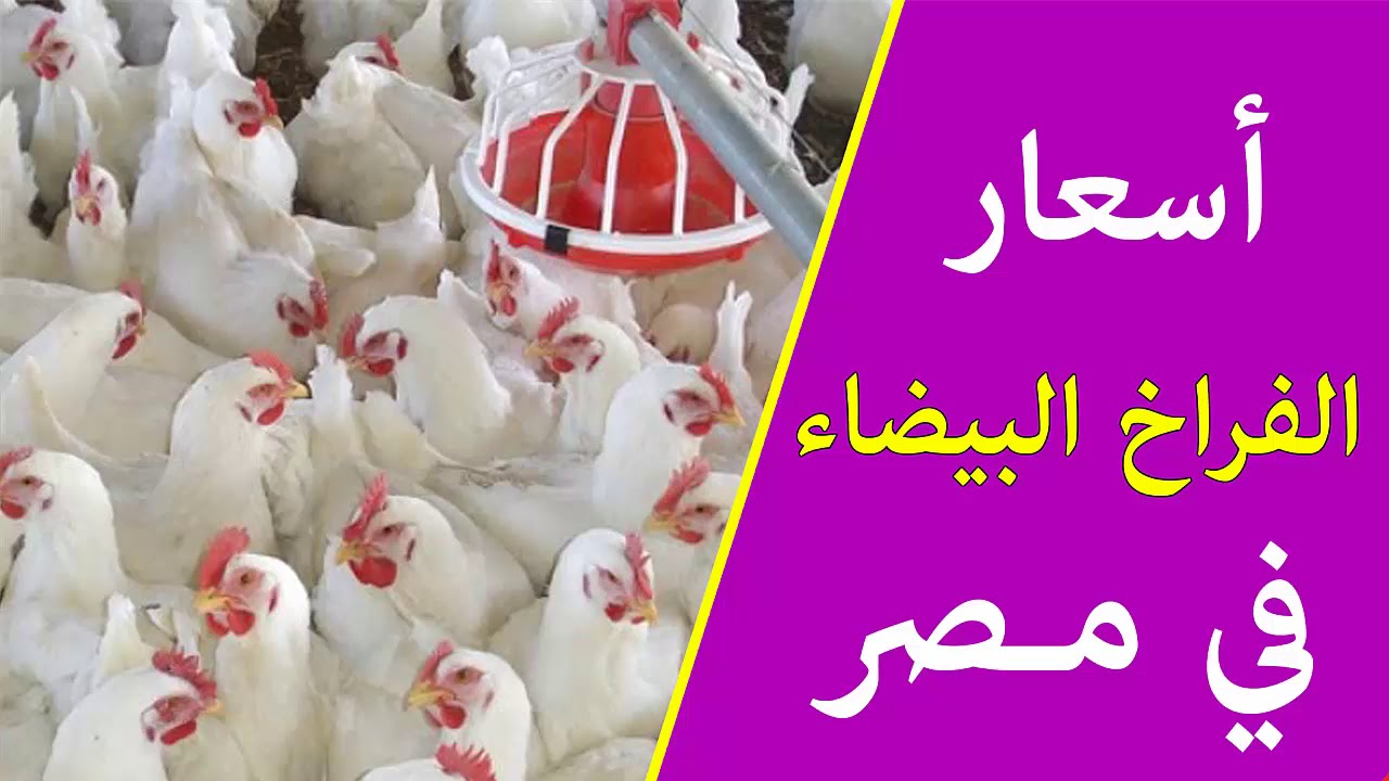 أسعار الفراخ البيضاء اليوم في بورصة الدواجن الخميس 7 أغسطس 2025 استقرار نسبي وتحديث لحظي للأسواق