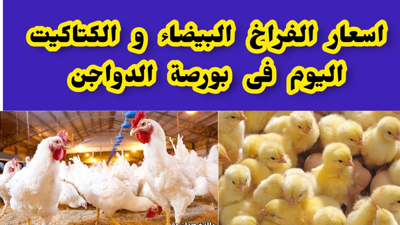 بورصة الدواجن أسعار الفراخ والبيض اليوم الجمعة 8 أغسطس 2025 في مصر ياتري هتشتري علي كام؟