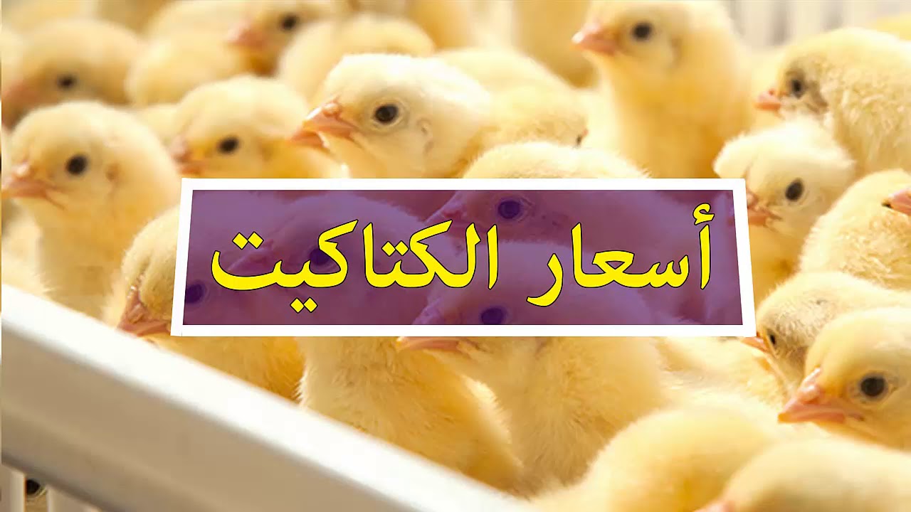 بكام سعر الكتكوت الأبيض؟ أسعار الكتاكيت اليوم في مصر الخميس 7 -8-2025 وتحديث لحظي