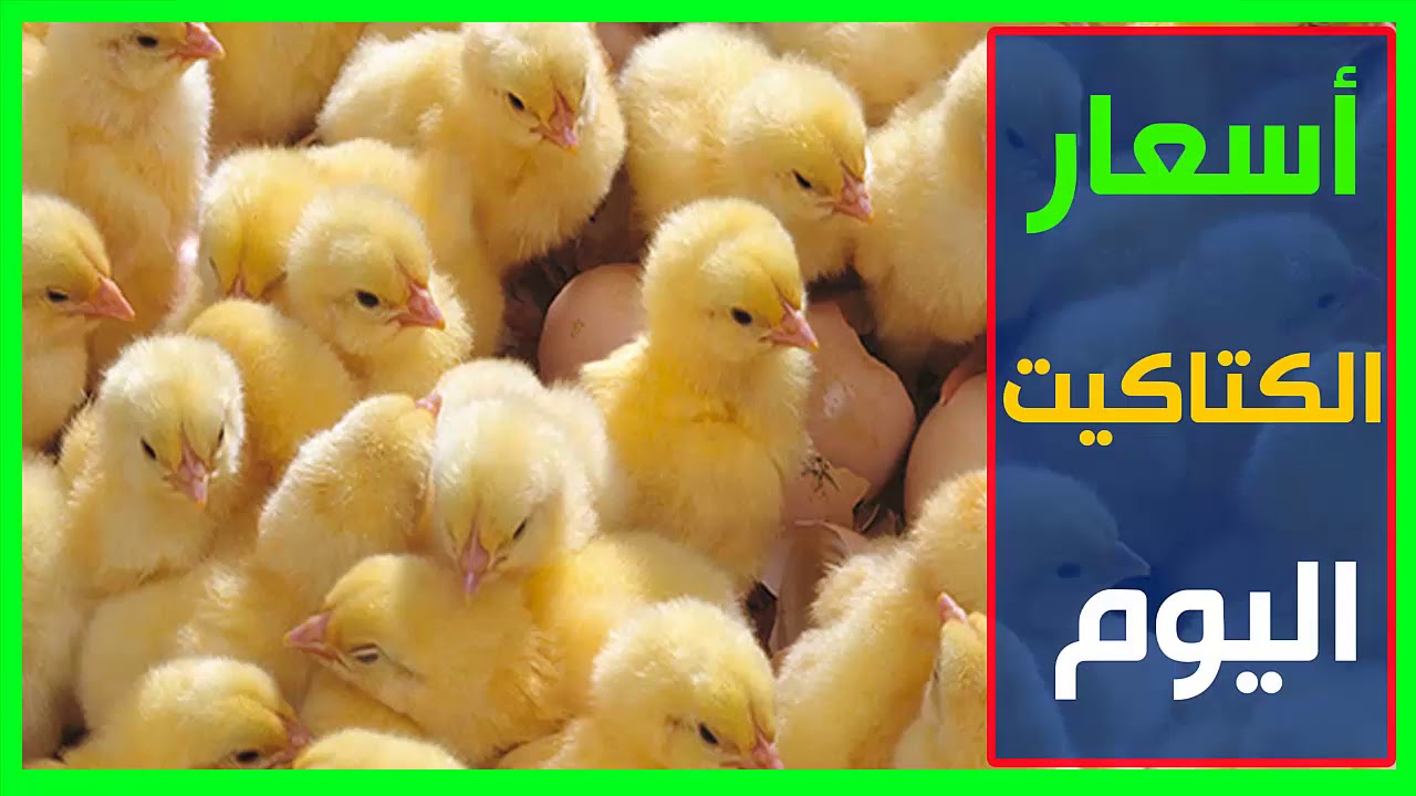 سعر الكتكوت الأبيض اليوم الخميس 7 أغسطس 2025 للمستهلك في الأسواق المحلية