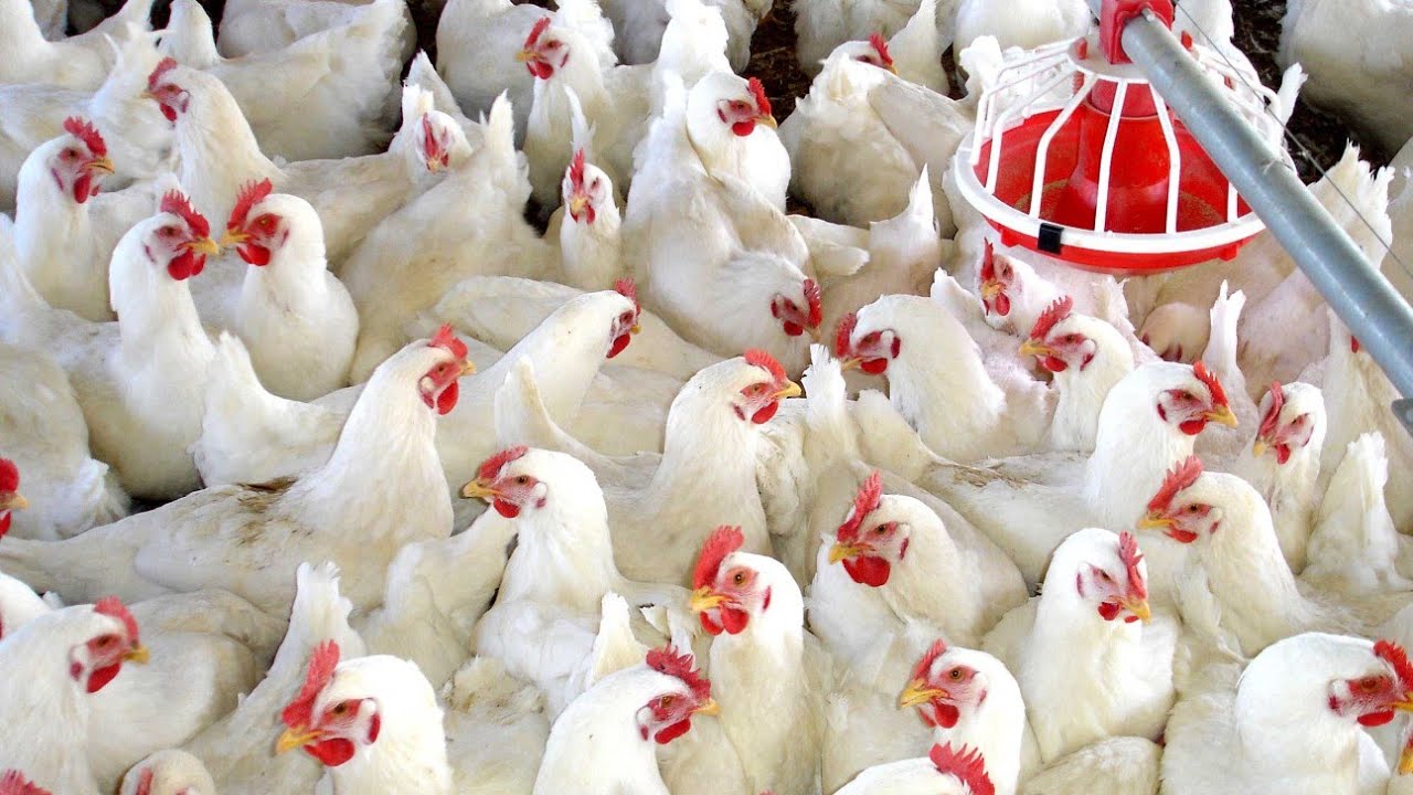 أسعار الفراخ اليوم الجمعة 8 أغسطس في بورصة الدواجن بعد الانخفاض الاخير 