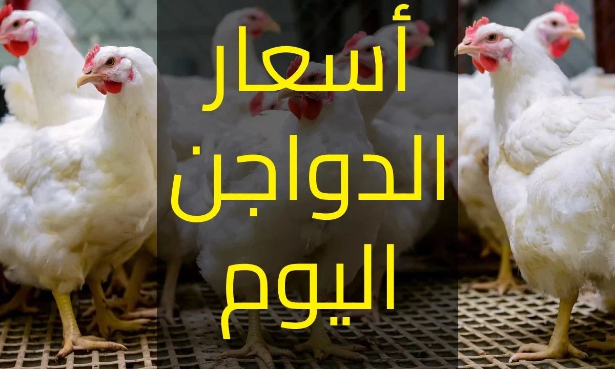 “آخر تحركات السوق” أسعار الفراخ البيضاء في بورصة الدواجن اليوم الاحد 3 اغسطس 2025
