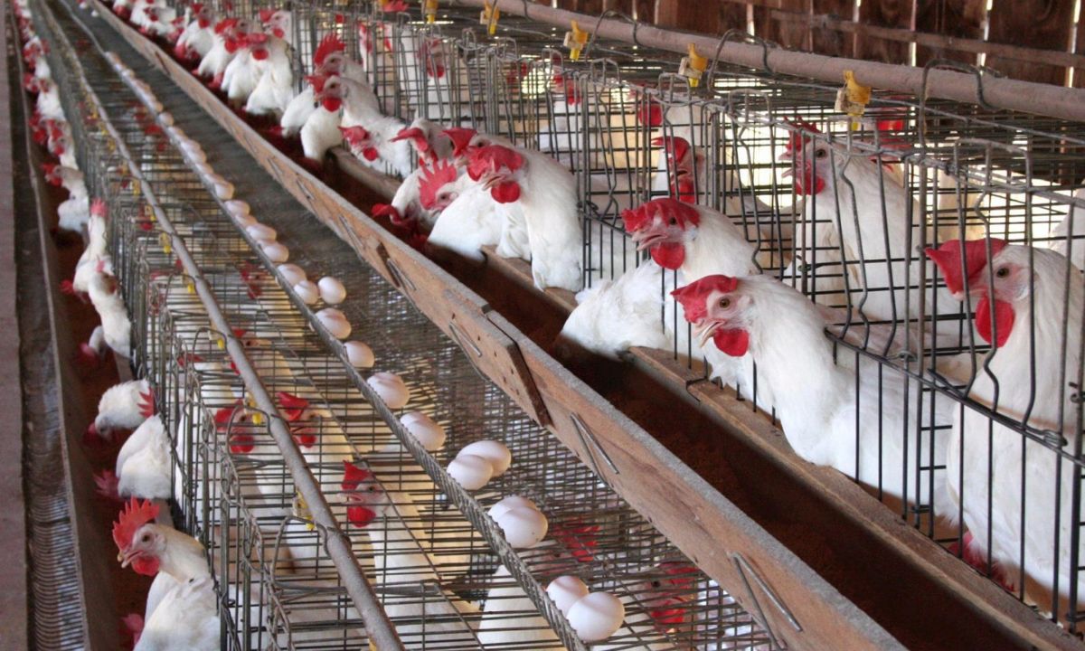 “تحديث جديد” أسعار الفراخ البيضاء في بورصة الدواجن اليوم السبت 2 أغسطس 2025