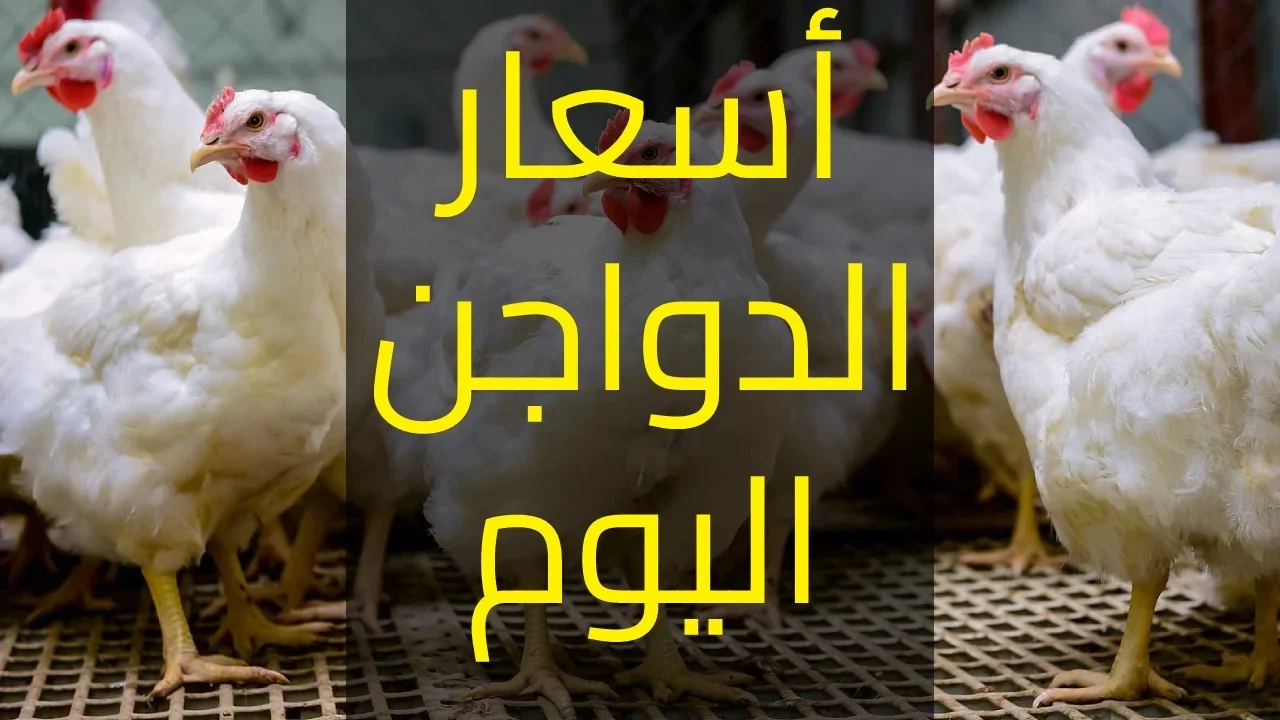 انخفاض أسعار الدواجن والبيض في مصر اليوم السبت 9 أغسطس 2025 بكام سعر الكتكوت الابيض؟